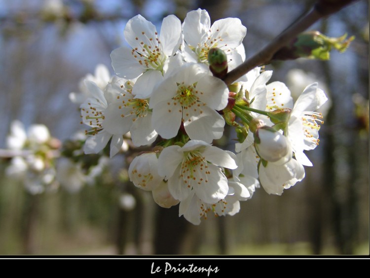 Fonds d'cran Nature Fleurs Cerisier