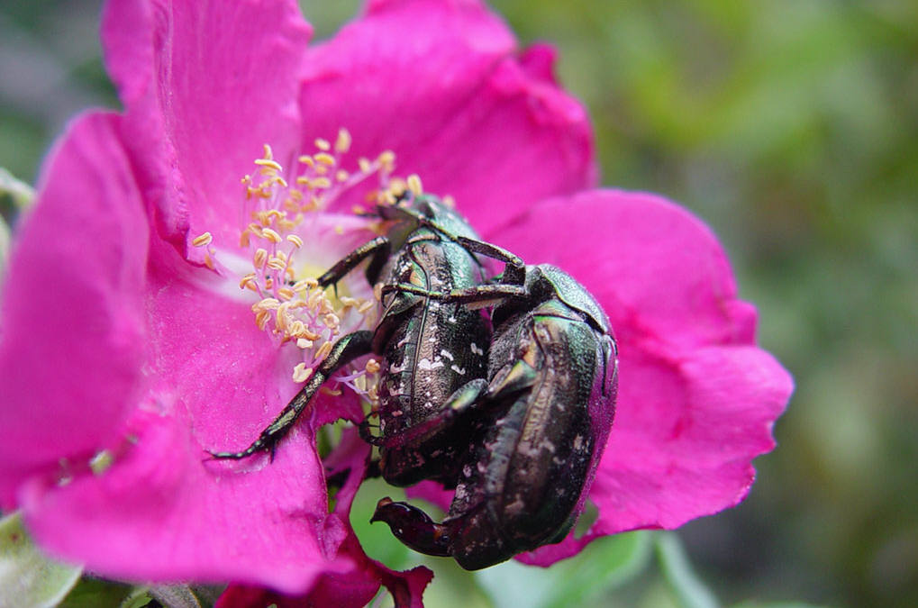 Fonds d'cran Animaux Insectes - Divers 