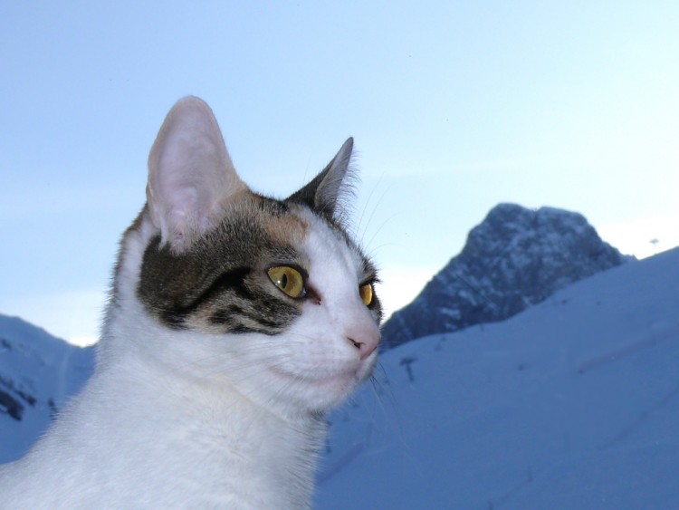 Wallpapers Animals Cats - Kittens Chat  la montagne