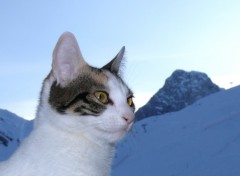 Wallpapers Animals Chat  la montagne