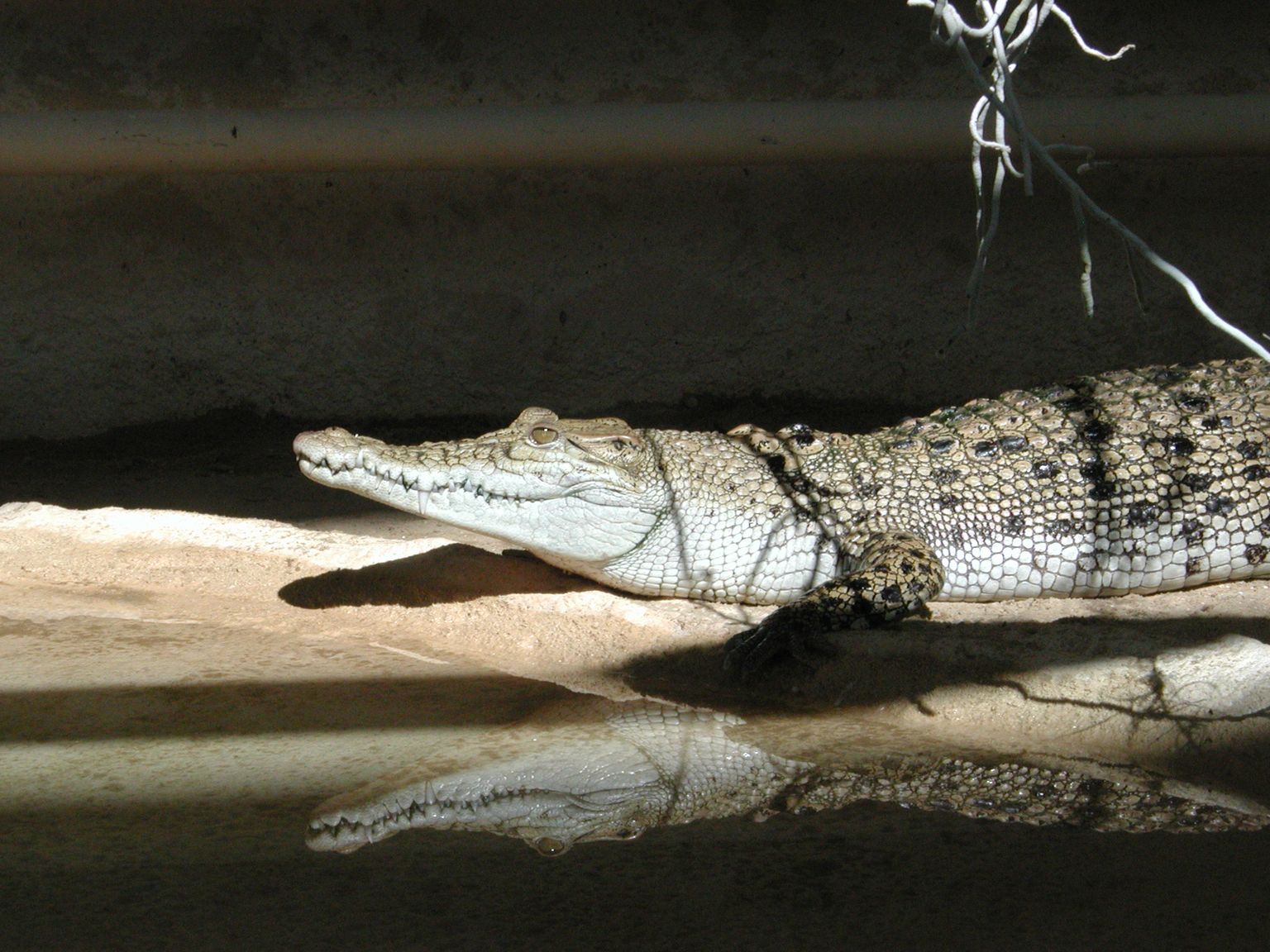 Wallpapers Animals Crocodile - Alligator - Caiman 