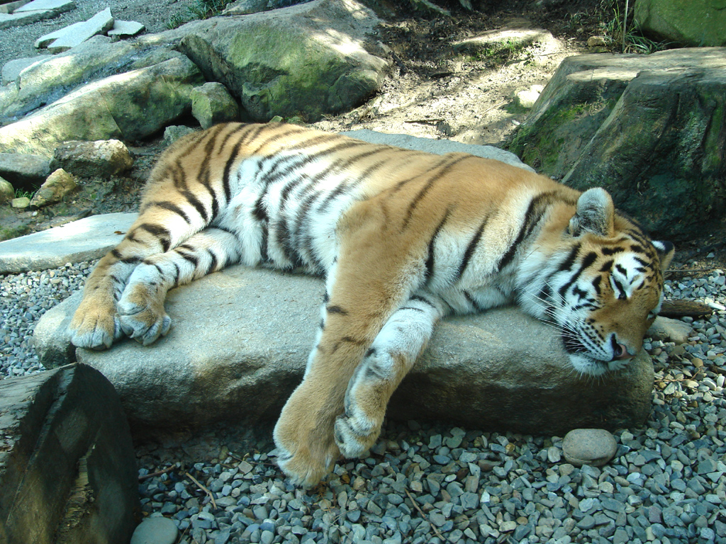 Fonds d'cran Animaux Flins - Tigres Tigre