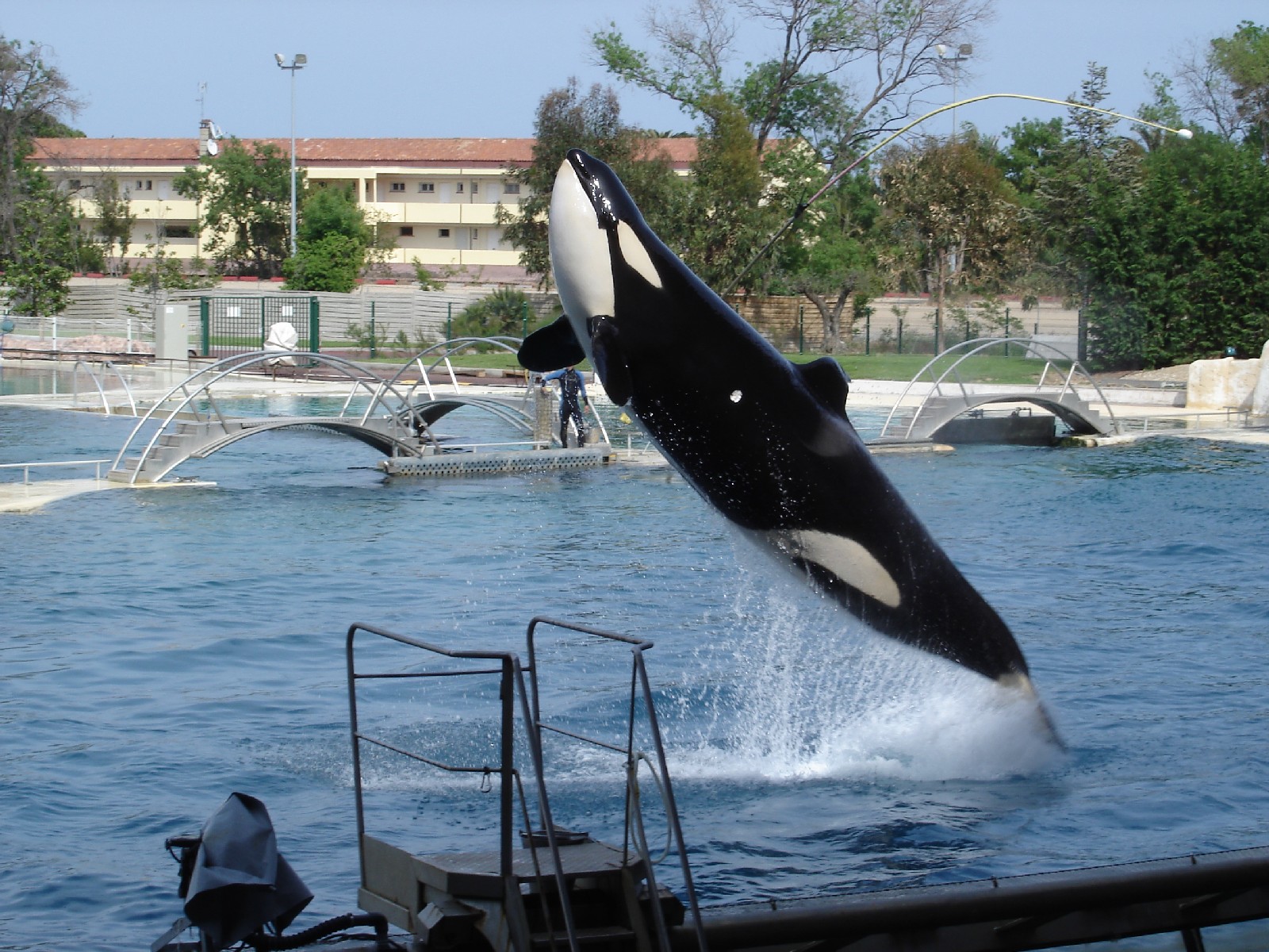 Fonds d'cran Animaux Vie marine - Orques Orque Marineland Antibes