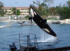 Wallpapers Animals Orque Marineland Antibes