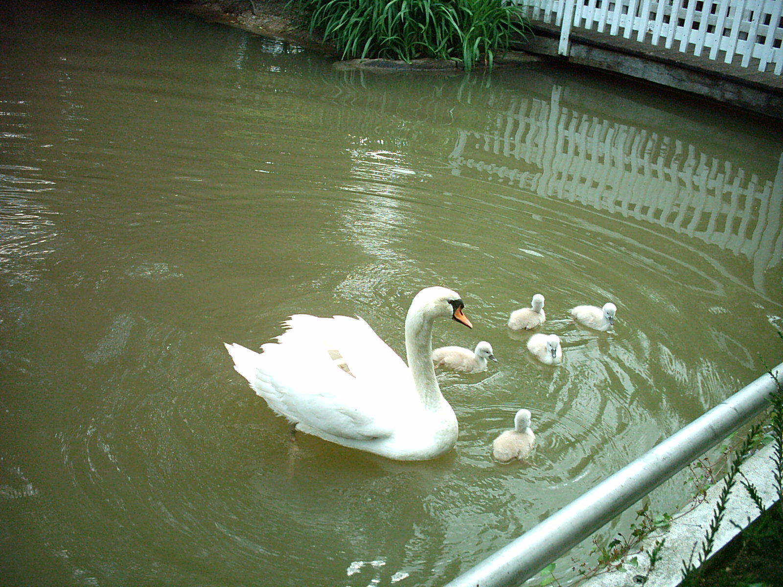 Wallpapers Animals Birds - Swans 