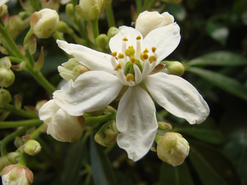 Fonds d'cran Nature Fleurs 