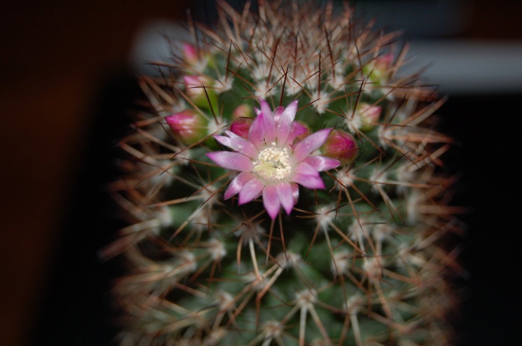 Wallpapers Nature Cactus 