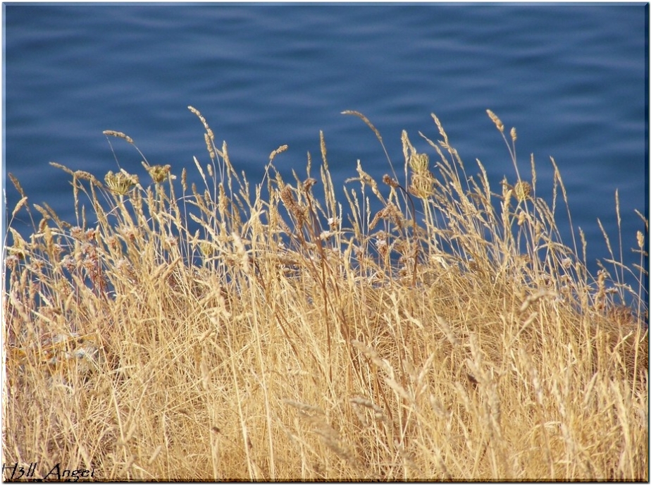 Wallpapers Nature Flowers Herbe et Mer