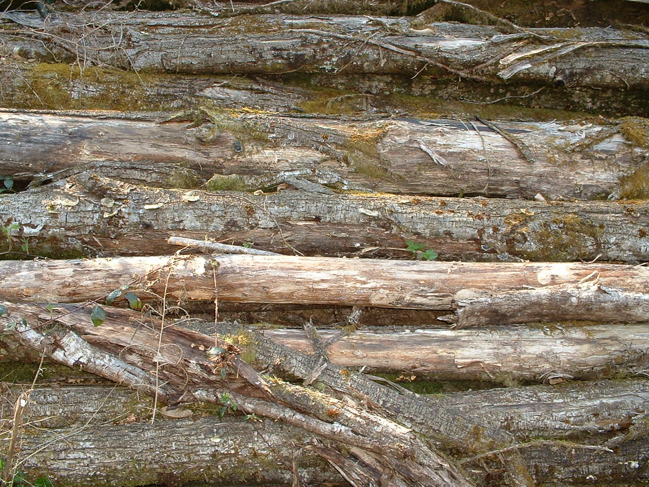 Fonds d'cran Nature Arbres - Forts billes