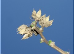 Fonds d'cran Nature Fleur d'Avril