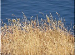 Fonds d'cran Nature Herbe et Mer