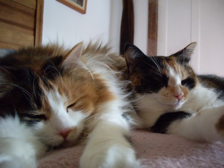 Fonds d'cran Animaux Chats - Chatons mes 2 petites amours