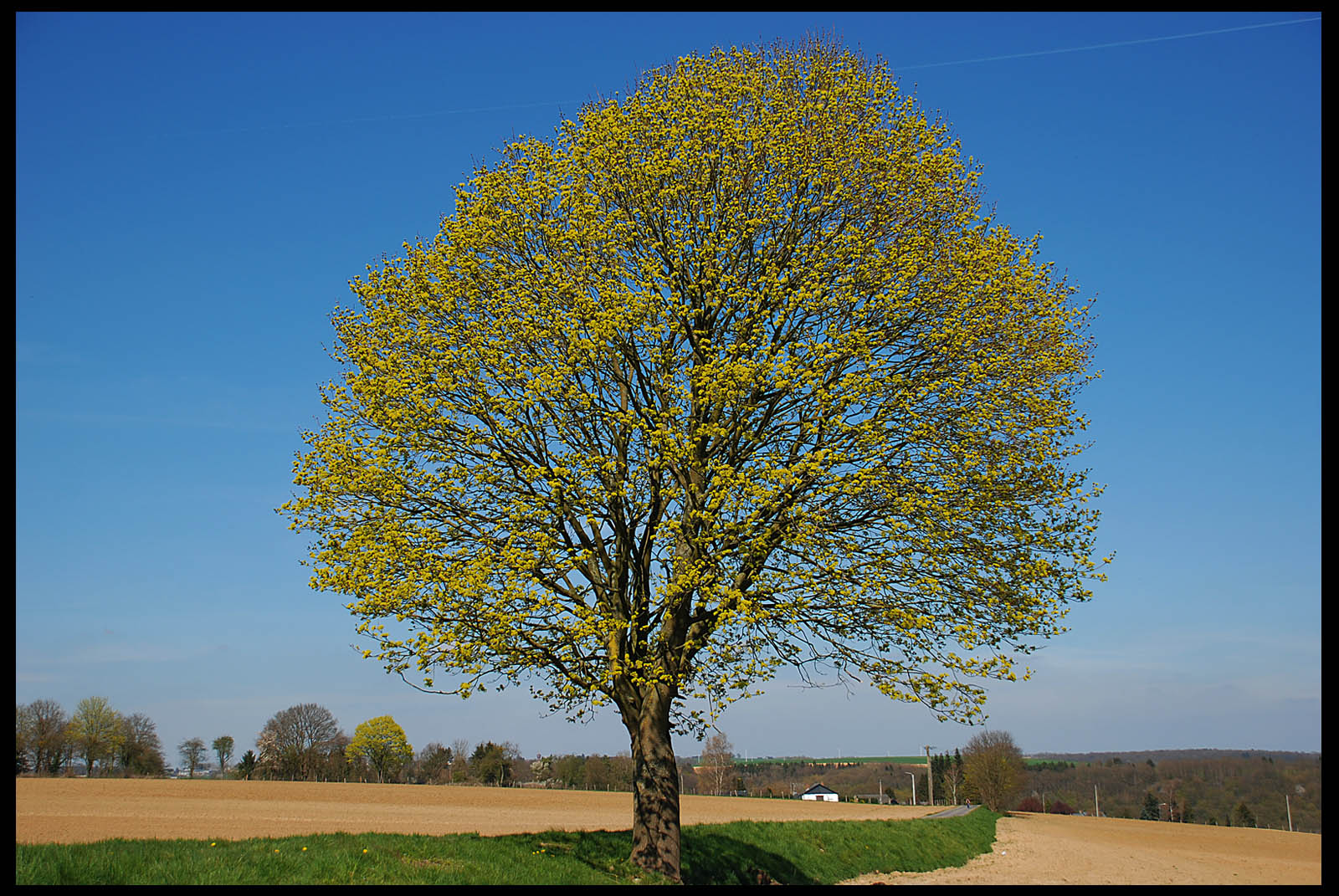 Fonds d'cran Nature Arbres - Forts arbre