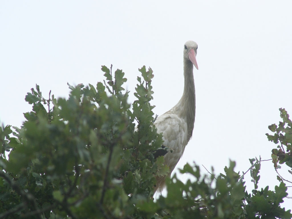 Fonds d'cran Animaux Oiseaux - Cigognes 