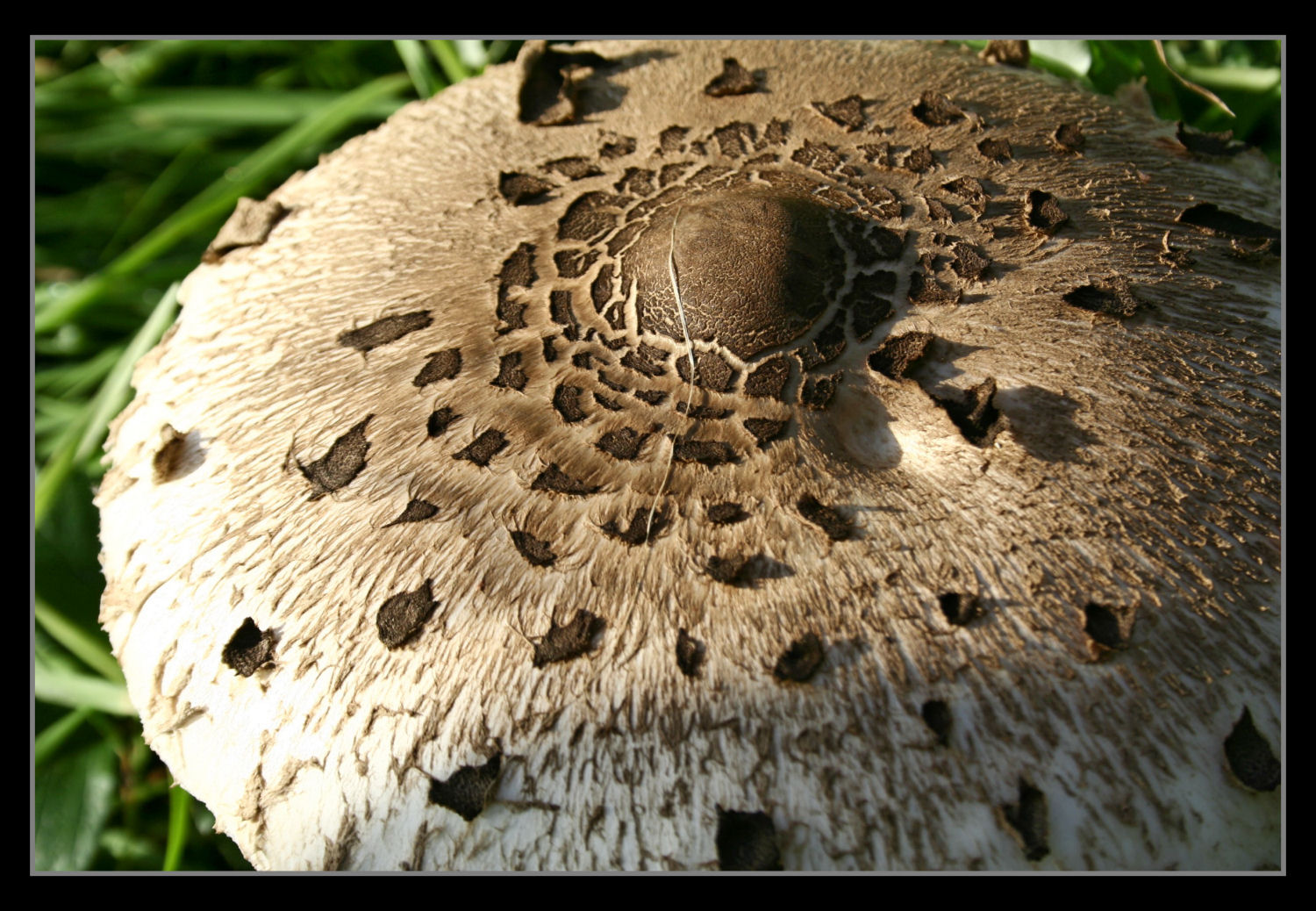 Fonds d'cran Nature Champignons 