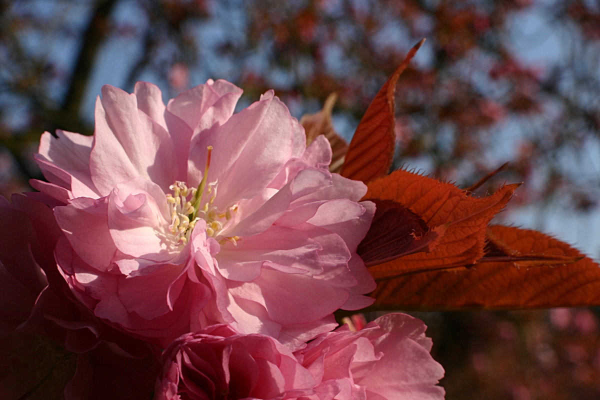 Fonds d'cran Nature Fleurs 