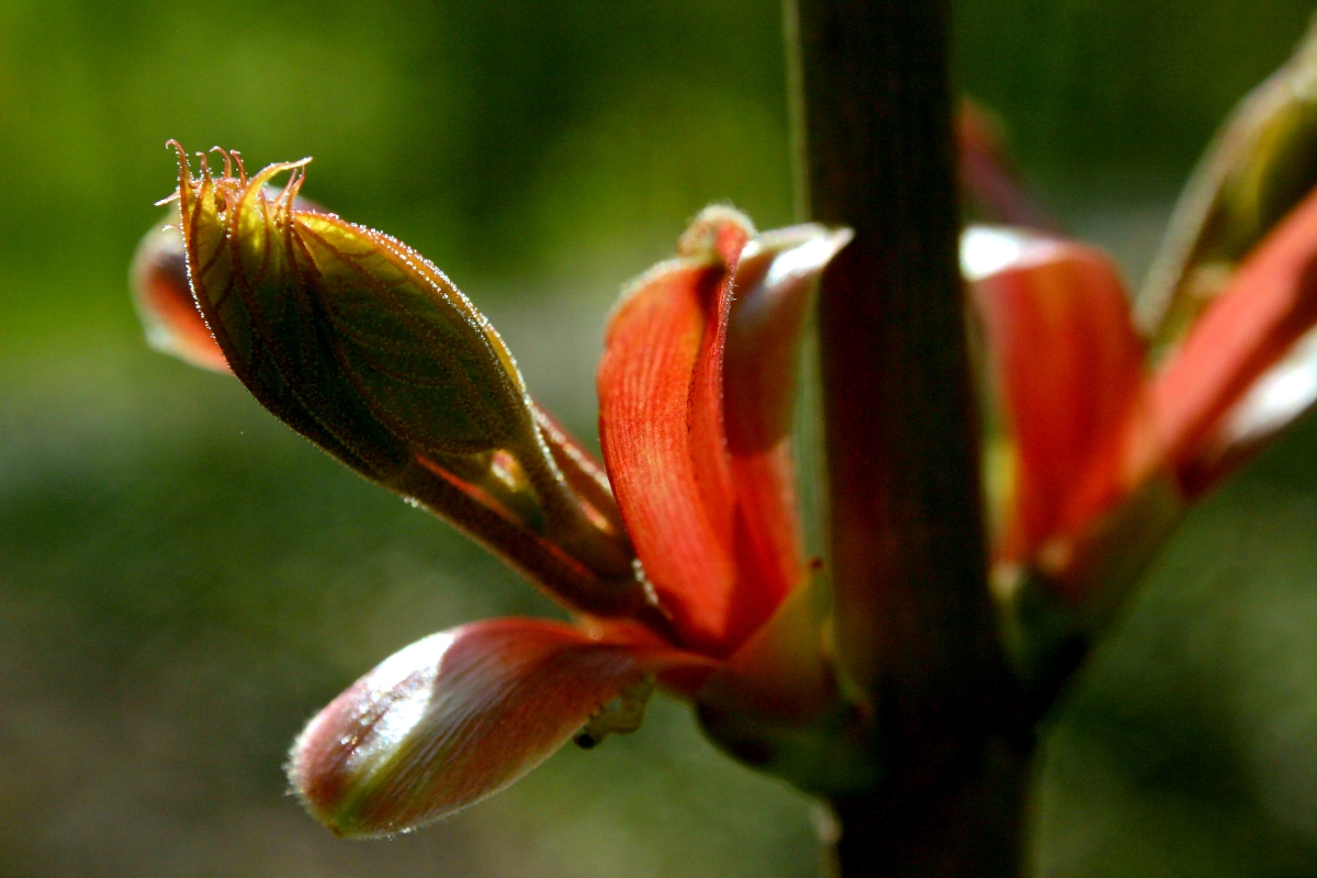 Wallpapers Nature Flowers 