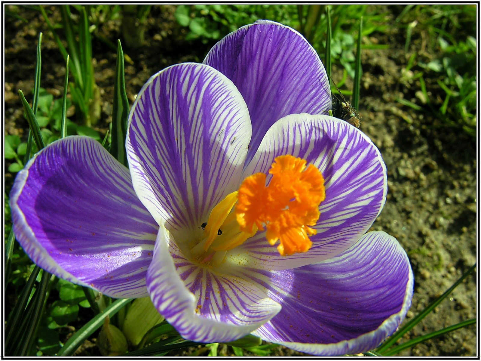 Fonds d'cran Nature Fleurs Crocus