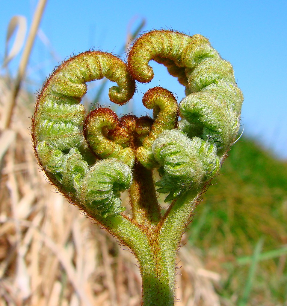 Fonds d'cran Nature Bourgeons coeur de fougere