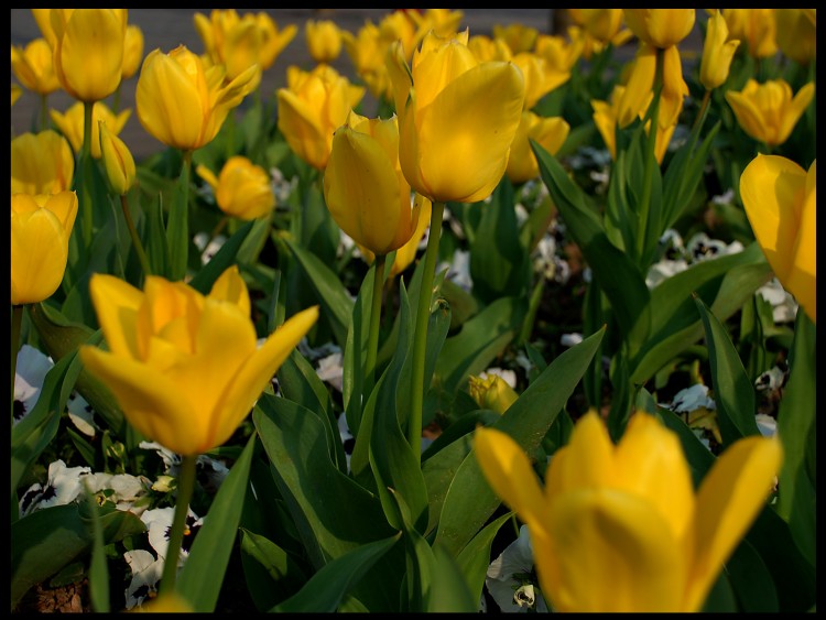 Wallpapers Nature Flowers tulipe