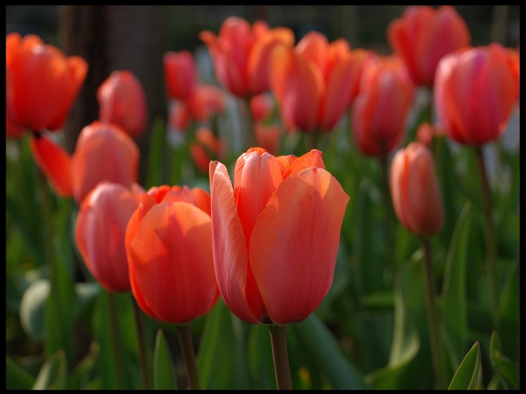 Fonds d'cran Nature Fleurs tulipe2