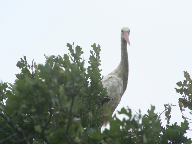 Fonds d'cran Animaux Oiseaux - Cigognes Wallpaper N167492