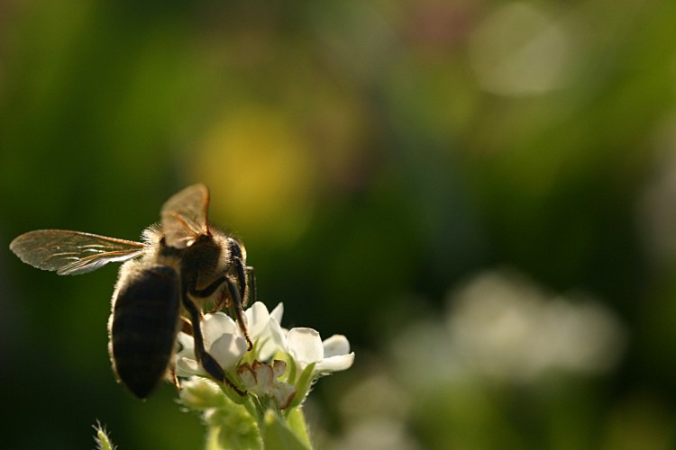 Fonds d'cran Animaux Insectes - Abeilles Gupes ... Abeille en train de butiner