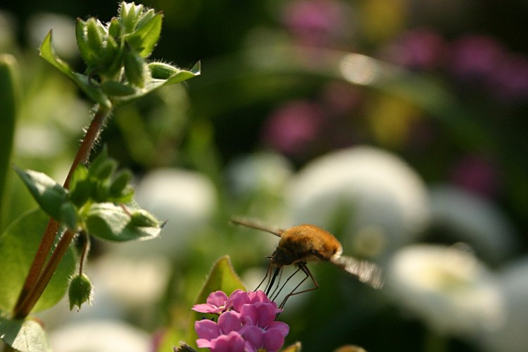 Wallpapers Animals Insects - Bombyles Bombyle