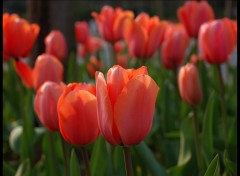 Fonds d'cran Nature tulipe2