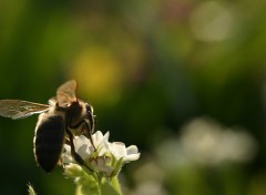 Fonds d'cran Animaux Abeille en train de butiner