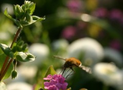 Wallpapers Animals Bombyle