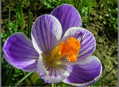 Fonds d'cran Nature Crocus