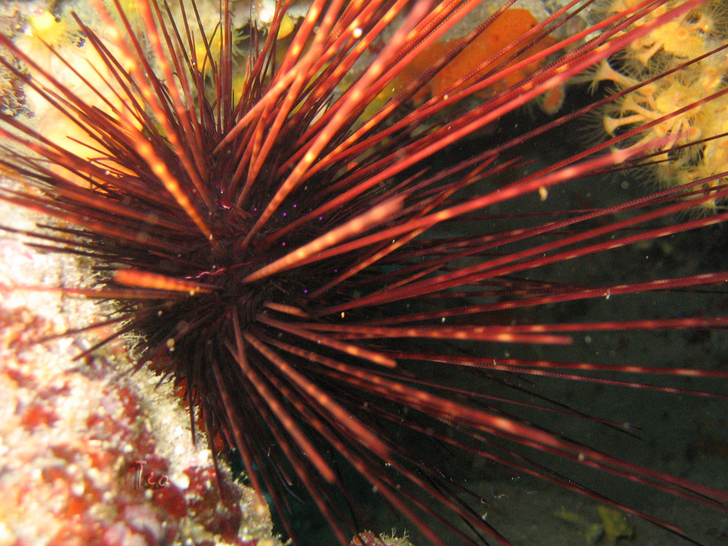 Fonds d'cran Animaux Vie marine - Poissons Oursin des profondeurs