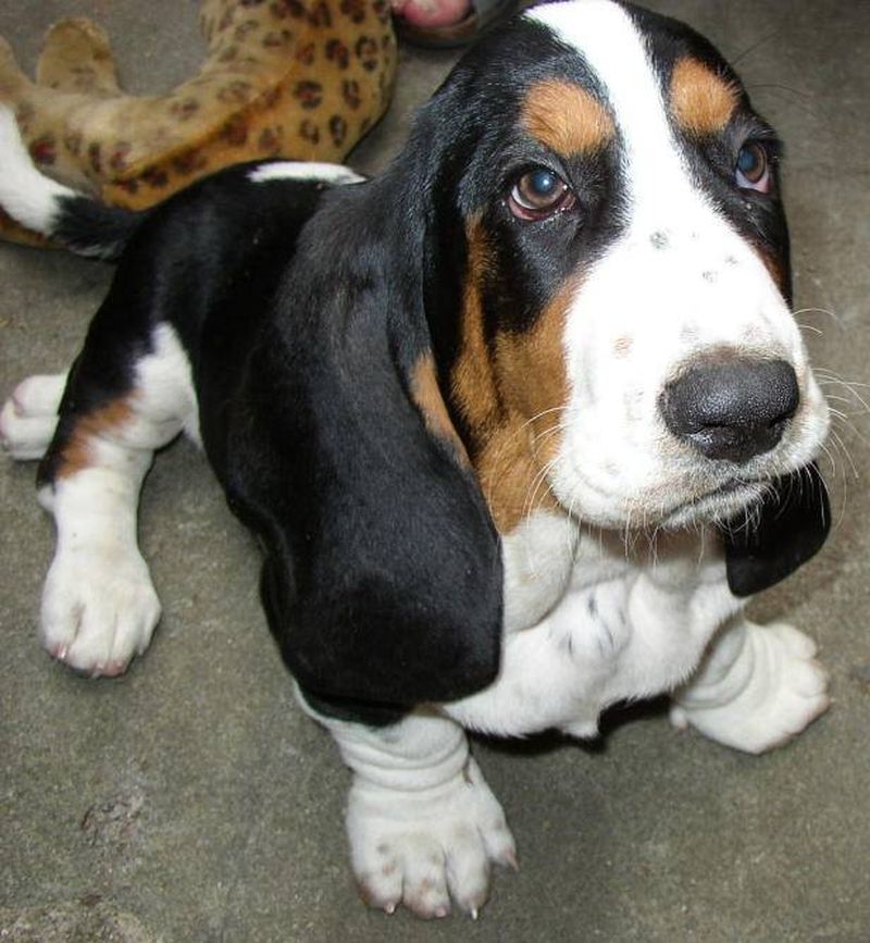 Fonds d'cran Animaux Chiens basset-hound