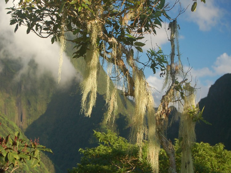 Fonds d'cran Nature Arbres - Forts cheveux d'ange