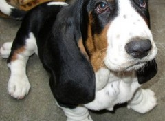 Wallpapers Animals basset-hound