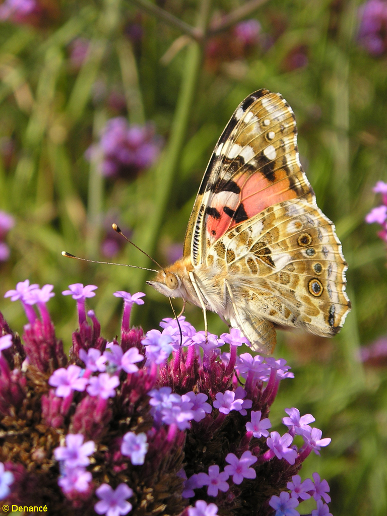 Wallpapers Animals Insects - Butterflies Papillon