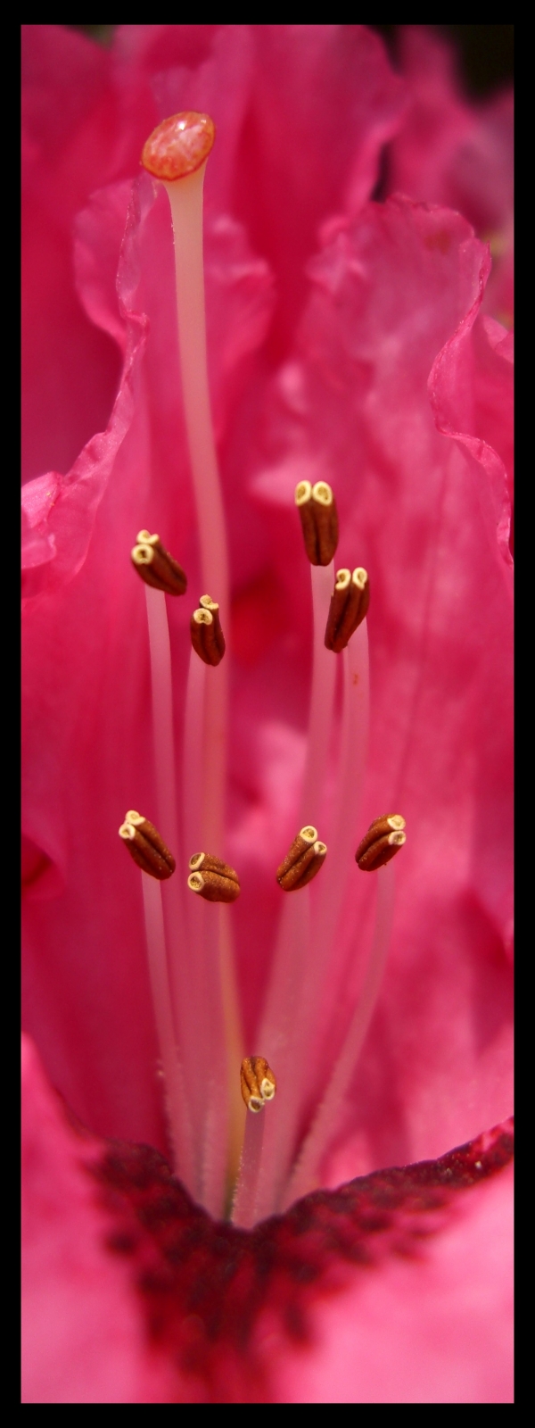 Fonds d'cran Nature Fleurs Rhodon