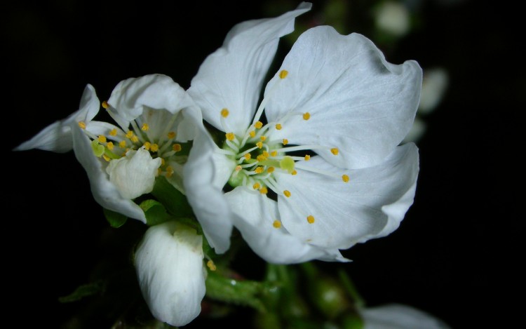 Fonds d'cran Nature Fleurs Fleur de cerisier