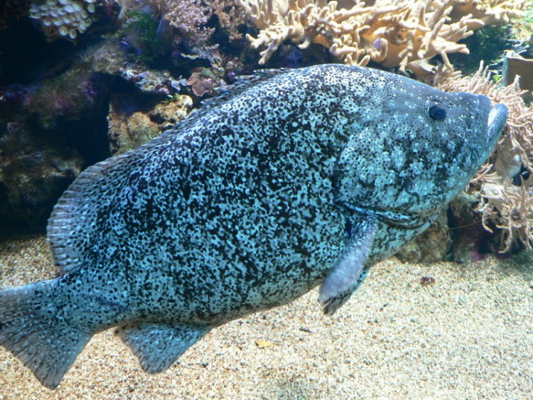 Fonds d'cran Animaux Vie marine - Poissons NAUSICAA