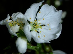 Fonds d'cran Nature Fleur de cerisier