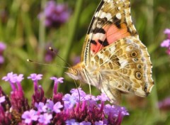 Wallpapers Animals Papillon