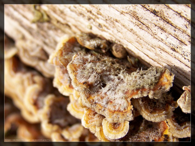 Fonds d'cran Nature Champignons Epineux