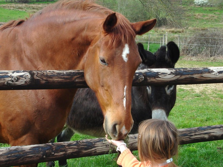 Fonds d'cran Animaux Chevaux La jument et la petite fille