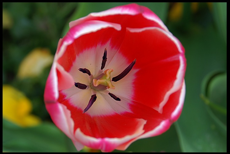 Wallpapers Nature Flowers en plein coeur