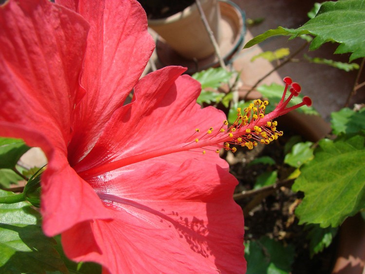 Wallpapers Nature Flowers Hibiscus