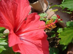 Wallpapers Nature Hibiscus