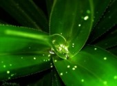 Wallpapers Digital Art Green Leafs