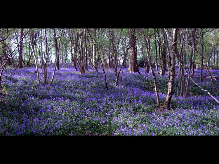 Fonds d'cran Nature Fleurs Jacinthes des bois