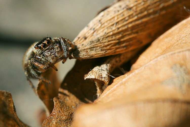 Fonds d'cran Animaux Araignes Lucette